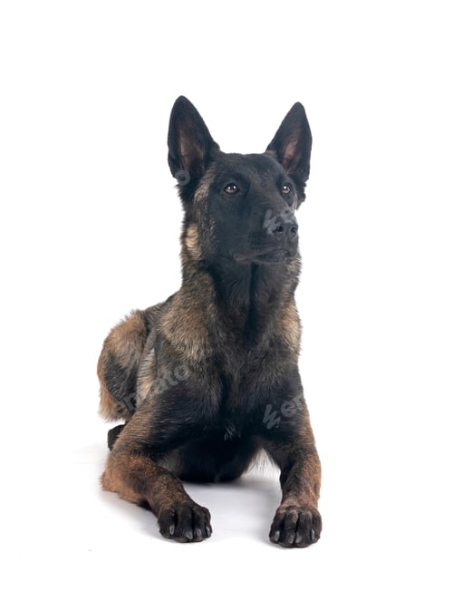 Preview: malinois in studio