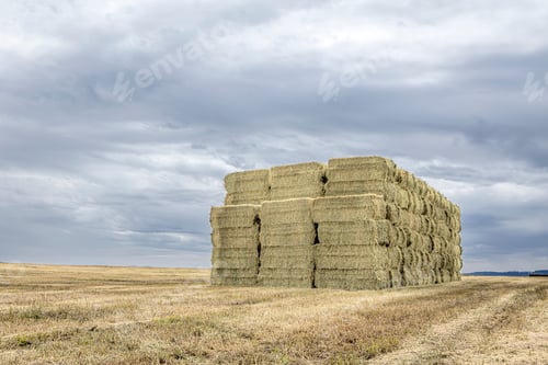 Preview: Stack of hay bales in the field.