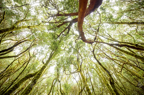 Preview: Evergreen forest on La Gomera island
