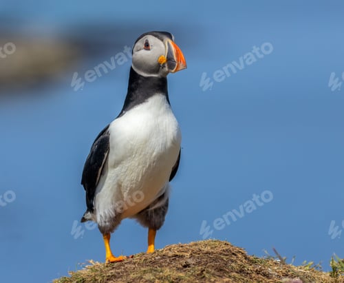 Preview: Beautiful Atlantic puffin seabird standing on the cliffside in the sunshine