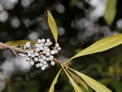 Preview: Wax Myrtle Branches With Berries - Photograph Of Branches Of A Wax Myrtle Tree With White Berries