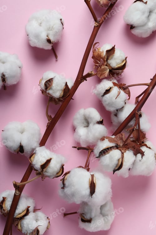 Preview: Cotton plant branches on pink background, top view