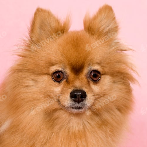 Preview: Spitz (6 years)