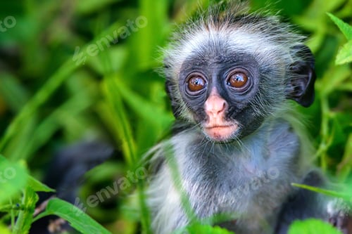 Preview: Baby Zanzibar red colobus or Procolobus kirkii