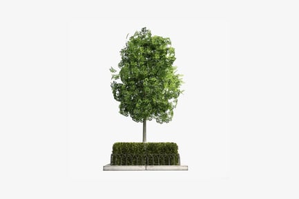 Preview: Tree with leafy canopy on concrete plinth
