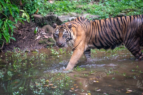 Preview: A Sumatran tiger, Panthera tigris sumatrae is enjoying the fresh river water