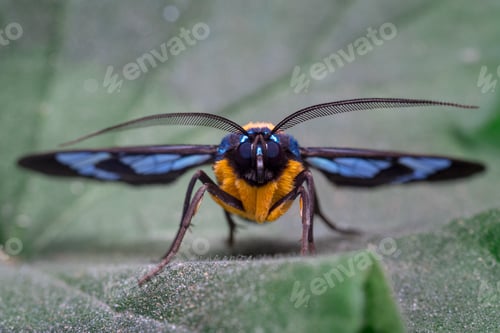 Preview: Frontal look of a colorful moth perched on a leaf