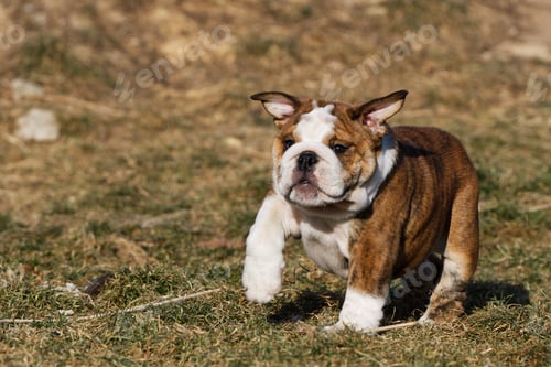 Preview: Small puppy of english bulldog running