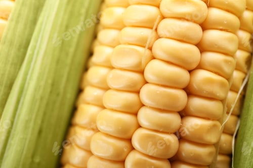 Preview: Tasty sweet corn cob as background, closeup