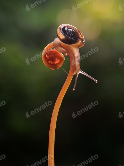 Preview: Snail