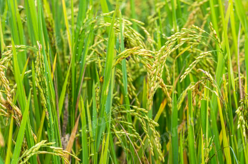 Preview: closeup Rice field