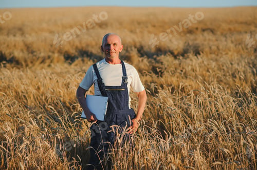 Preview: Portrait of senior farmer agronomist in wheat field checking crops before harvest.