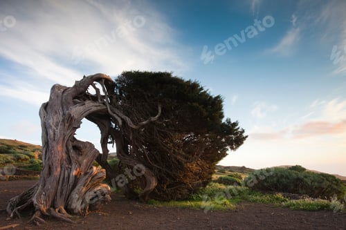 Preview: Curved tree in rural landscape