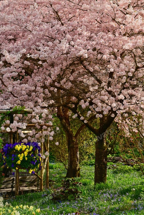 Preview: Field of blooming colorful tulips under the sun