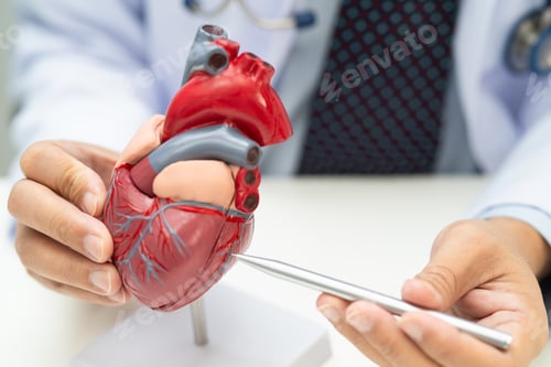 Preview: Cardiovascular disease CVD, Asian doctor holding human anatomy model