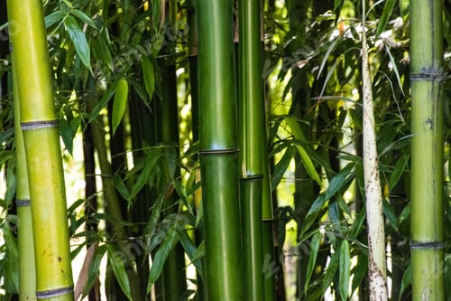 Preview: Green Bamboo Forest