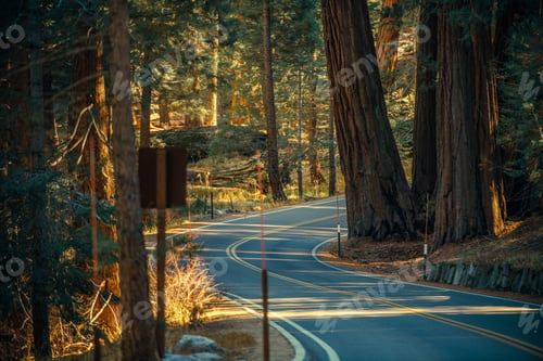 Preview: Sequoia Park Road Trip
