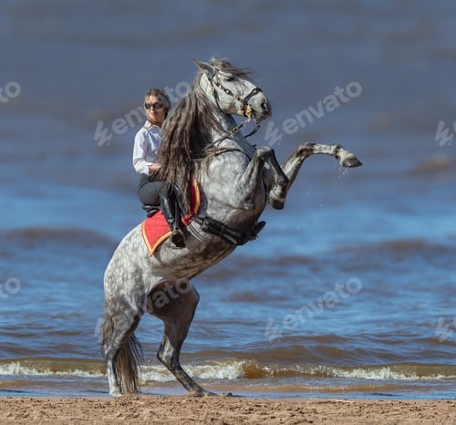 Preview: Rearing Andalusian dapple gray stallion and woman on beach.
