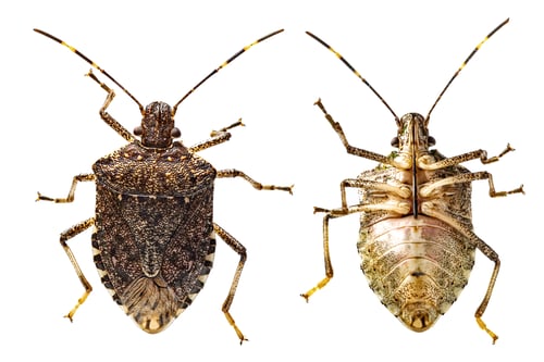 Preview: Brown marmorated stink bug, Halyomorpha halys, isolated on white background