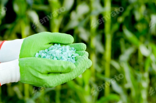 Preview: Farmer hold fertilizers in his hands with corn stems at backgrou