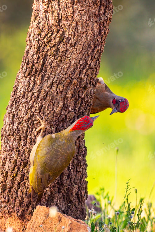 Preview: European Green Woodpecker, Spain
