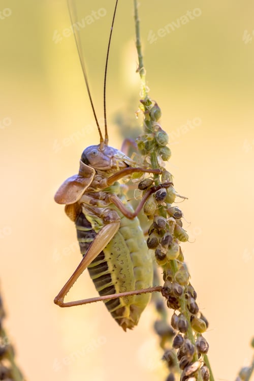 Preview: Saddle backed bush cricket