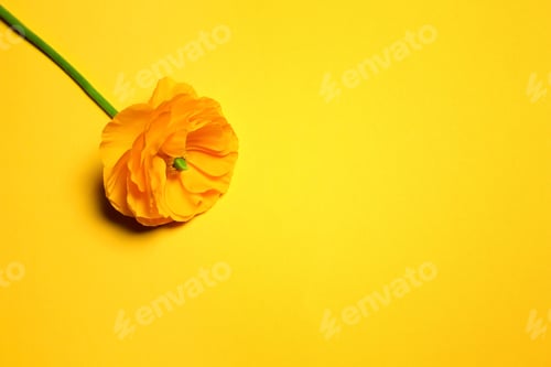 Preview: Beautiful ranunculus flower on color background