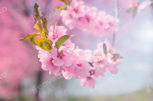 Preview: Beautiful Blossoms in Soft Light of Spring