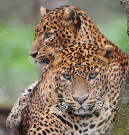 Preview: A Best wildlife tours in the world