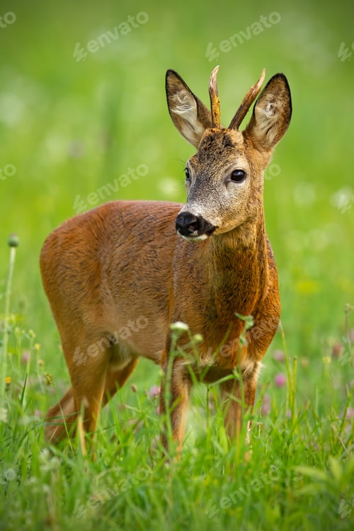 Preview: Cute roe deer, capreolus capreolus, buck in summer