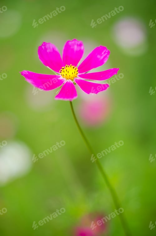 Preview: Soft focus flower on nature background