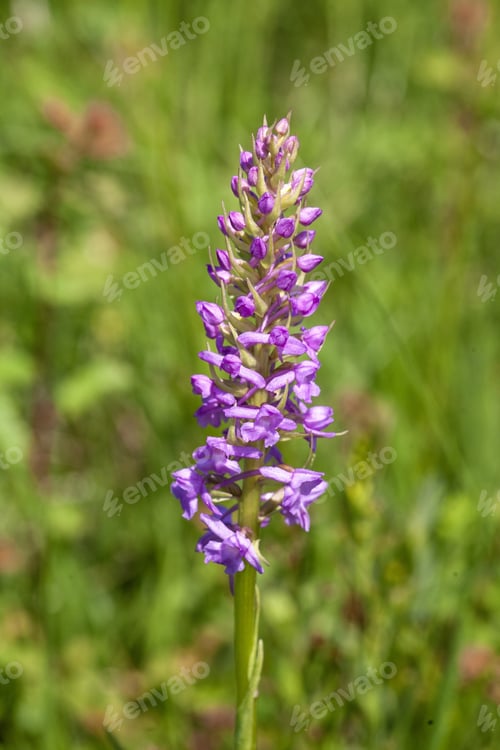 Preview: Vertical shot of the beautiful purple Dactylorhiza Praetermissa flowering plant