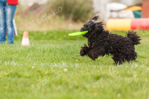 Preview: Dog catching flying disk in jump, pet playing outdoors in a park. sporting event, achievement in spo