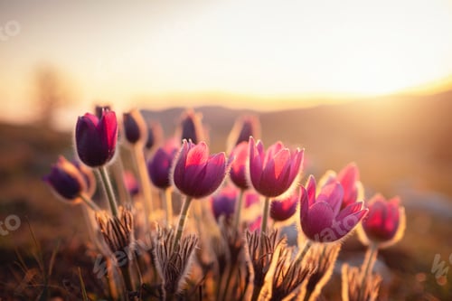 Preview: wild crocus flavus flower growing at sunset outdoors