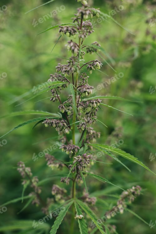 Preview: Cannabis Sativa male flowers on green background. Medical marijuana cultivation. Hemp