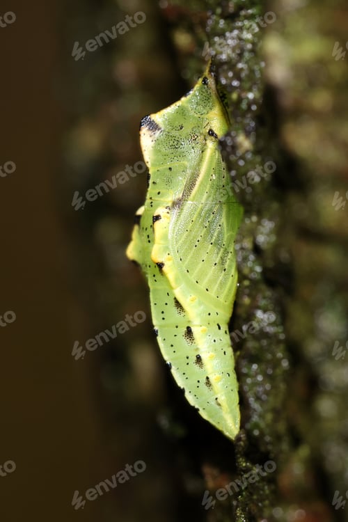 Preview: a macro shot of a moth cocoon on a leaf