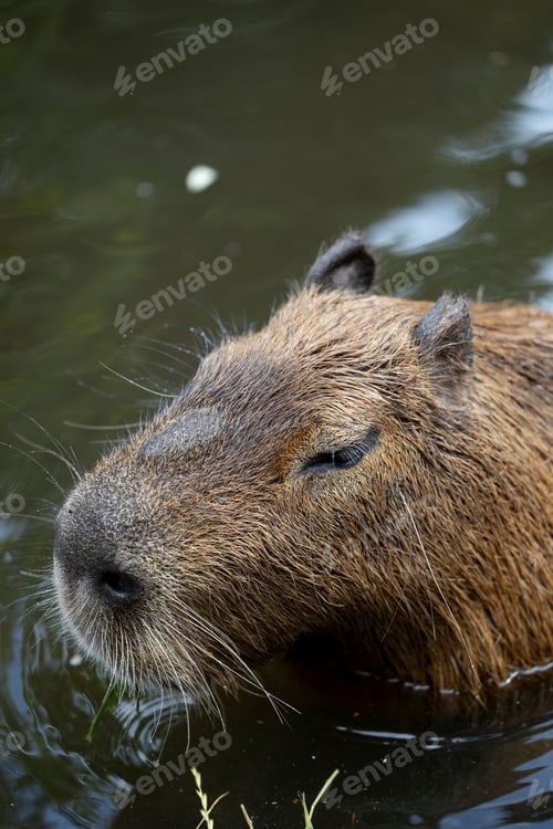 Preview: Capybara Swimming Close-Up