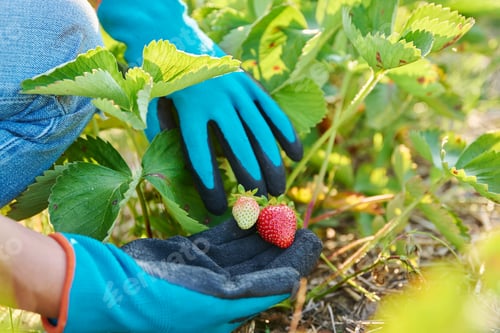 Preview: Organic strawberry plant in garden bed, berries turning red