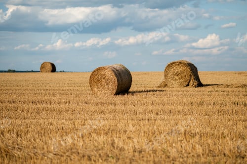 Preview: Round hay bales on a mowed field under a cloudy blue sky