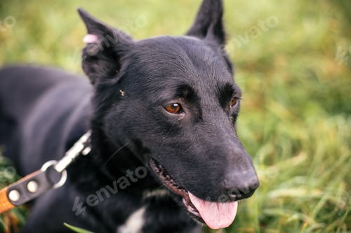 Preview: Cute stray total black dog walking and playing in green summer park