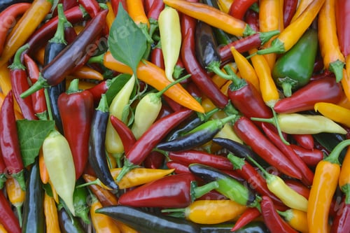 Preview: Vivid assortment of fresh chili peppers, featuring a variety of hues and shapes in a pile
