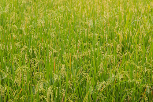 Preview: Green rice background, fields in countryside, Ubud, Bali, Indonesia, green grass.