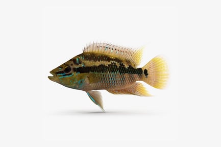 Preview: Salvini Cichlid: Colorful Freshwater Fish