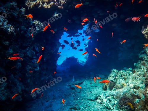 Preview: Reef