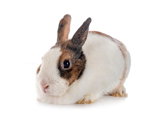 Preview: rex rabbit in studio