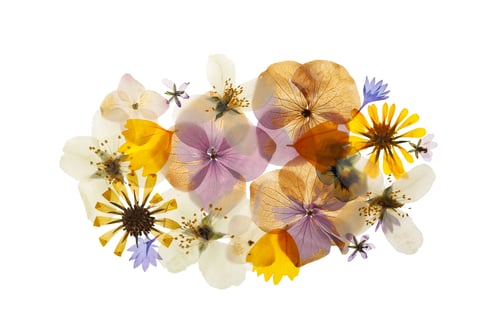 Preview: Pressed dried flowers on white background, top view. Beautiful herbarium