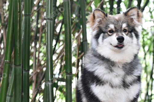 Preview: Portrait of a young puppy finnish lapphund dog sitting in green bamboo forest
