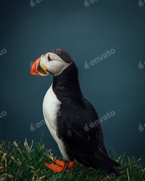 Preview: Atlantic puffin perched on the green grass