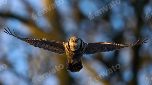 Preview: Northern hawk owl (Surnia ulula)