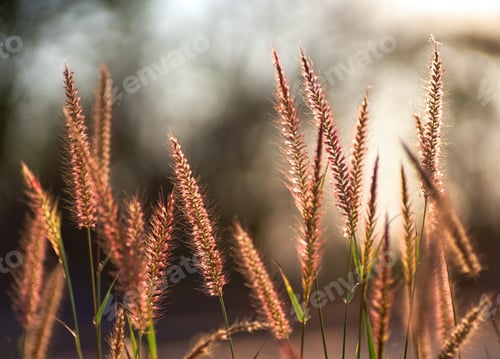 Preview: Fur foxtail grass on a sunny day